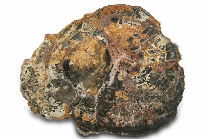 Uniquely Colored Polished Arizona Petrified Wood Round #297308